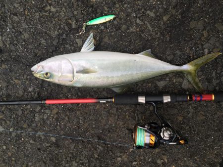 ジグサビキと泳がせ釣り